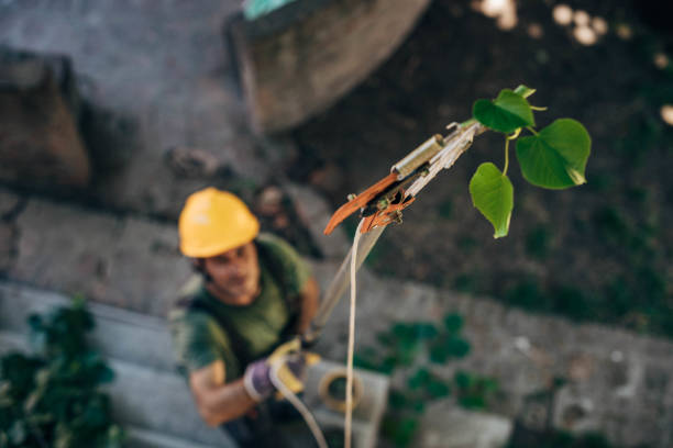 How Our Tree Care Process Works  in Mesquite, NV